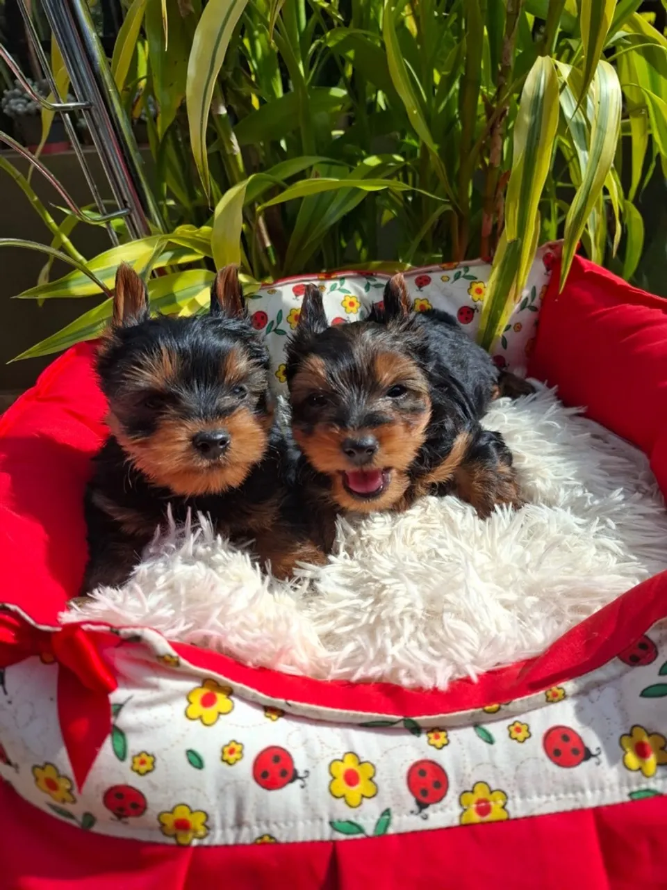 Yorkshire Terrier disponível