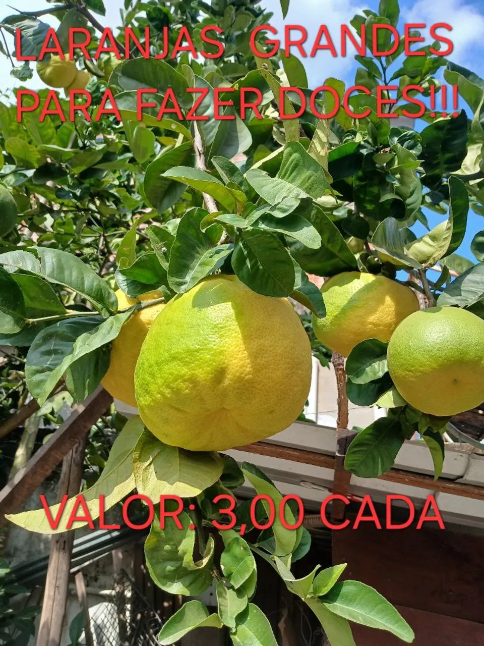 Laranjas Grandes para Doces...