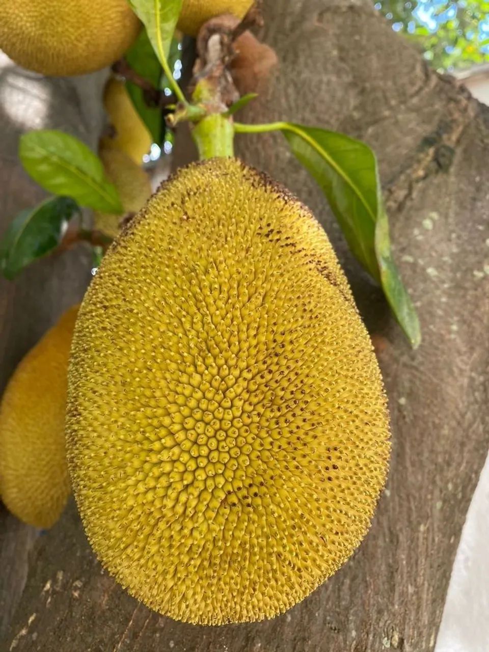 Frutifera Mudas de Jaca