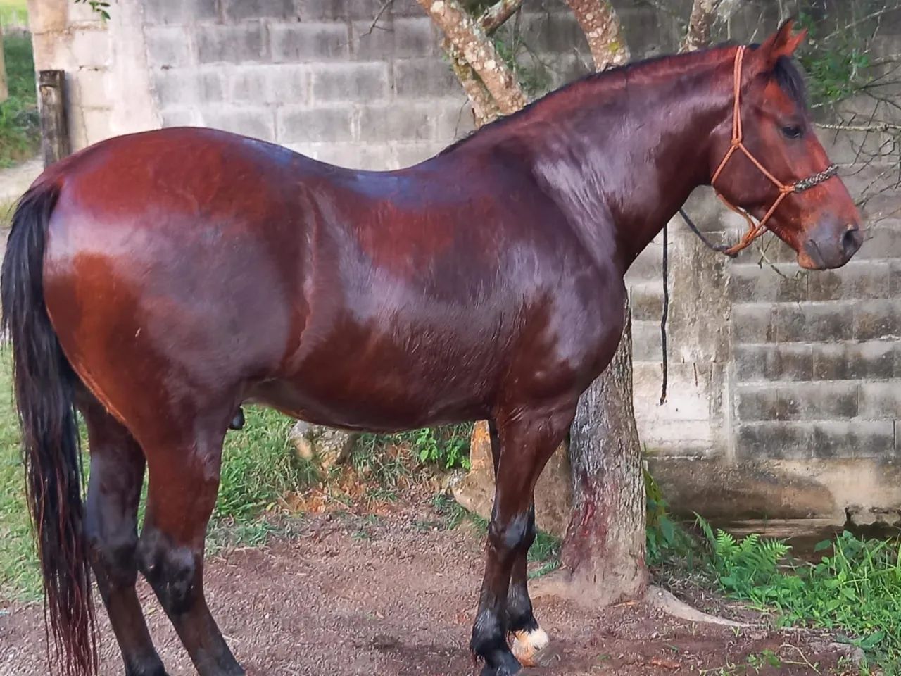 Cavalo MangaLarga, lindo, mando, capado, bem tratado  - Foto 5