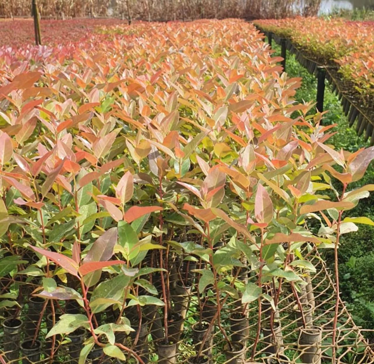 Mudas de Eucalipto Cloeziana e Espécies Nativas - Foto 5