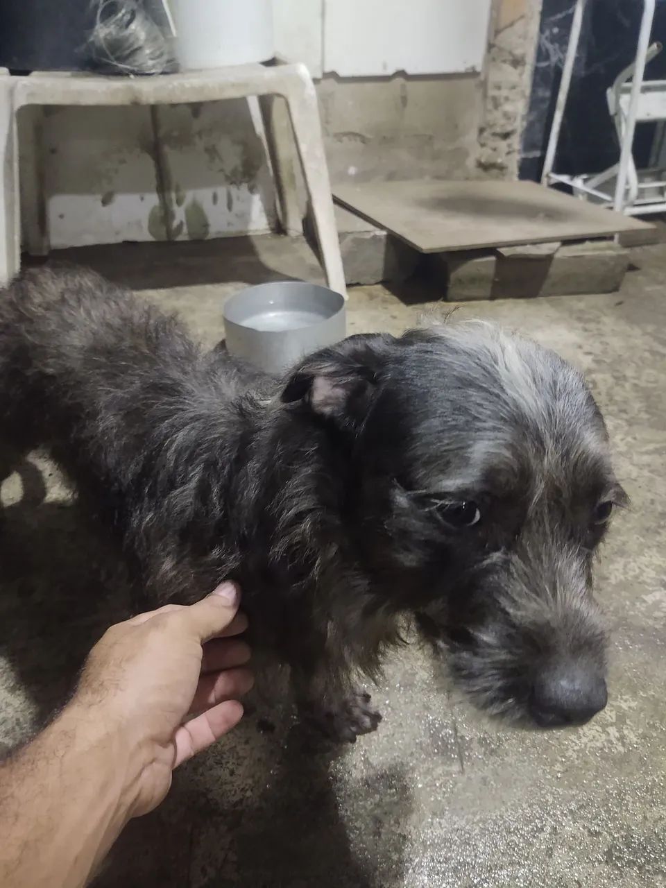 Doas esse cachorro macho ele é docio 