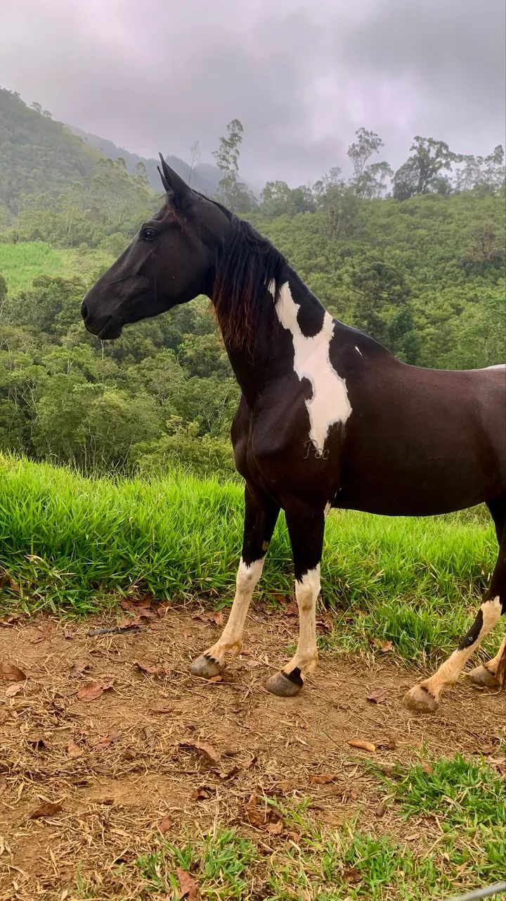 Vende se égua mangalarga  - Foto 2