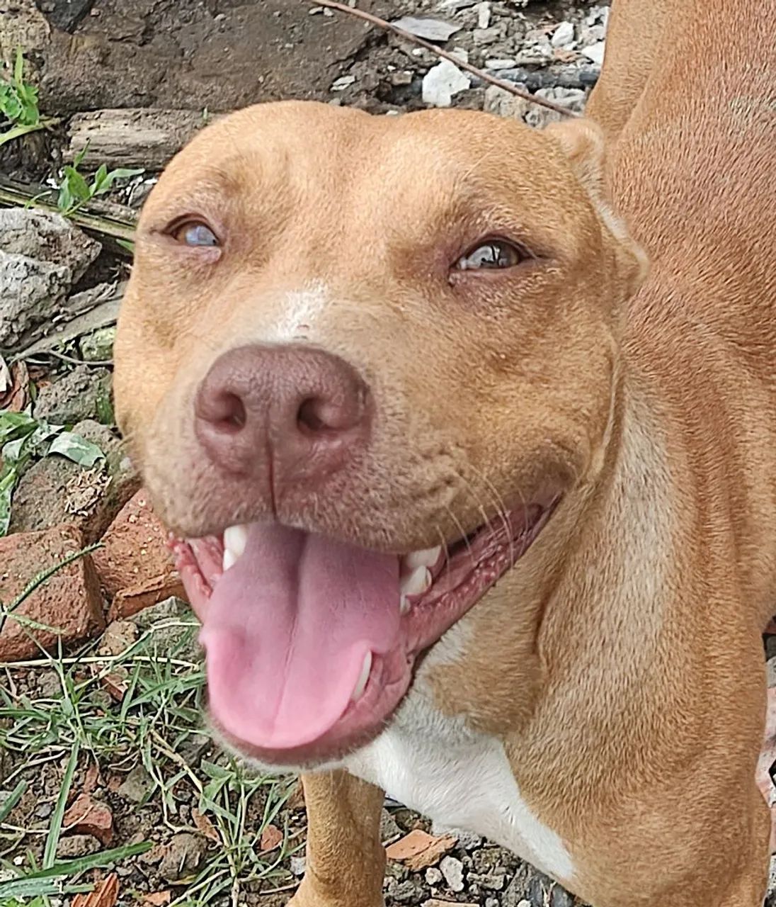 Pitbull disponível para adoção - Foto 5