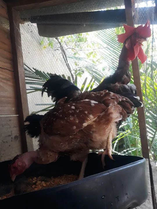 Galos de raça pura para vendo galo polaco, Valor R$ 150,00  - Foto 2