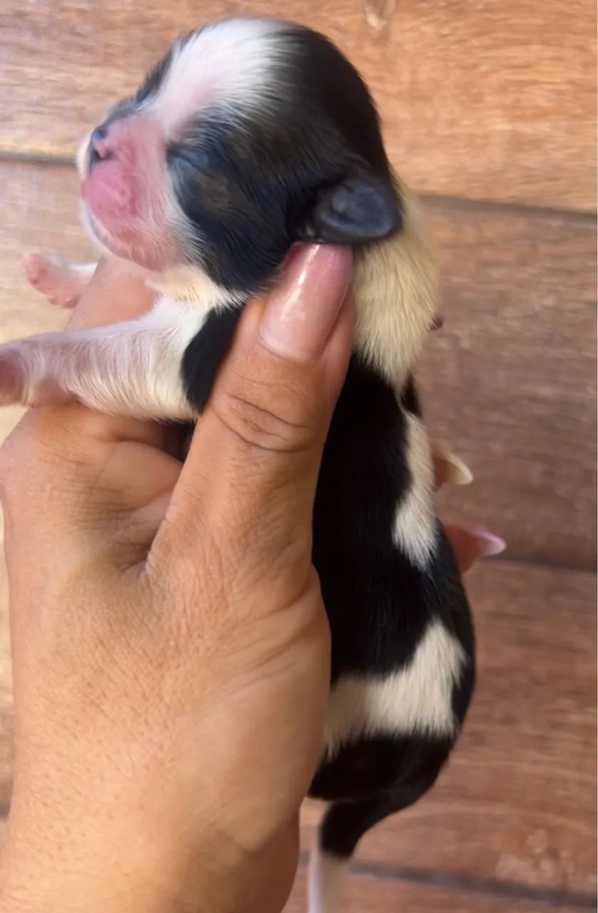 Filhote Shih Tzu machos e fêmeas 