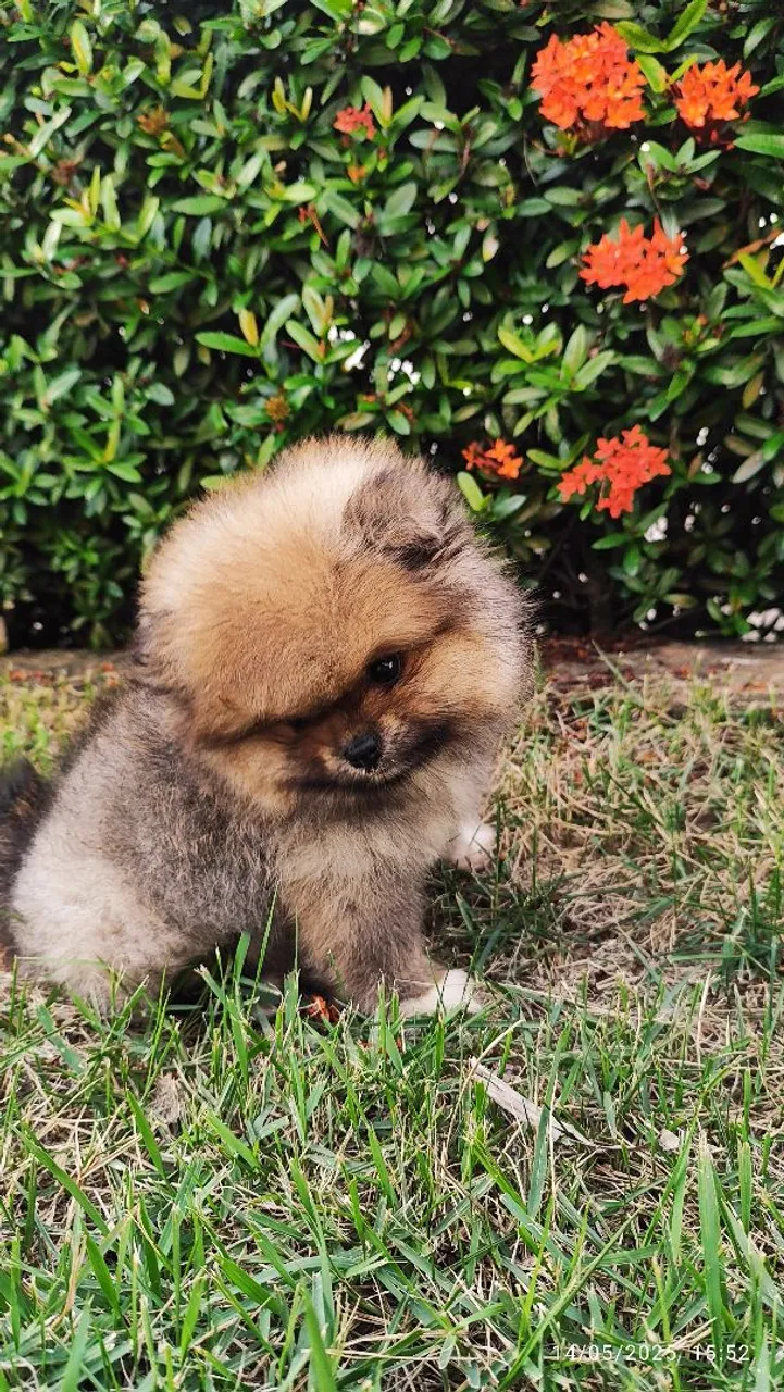 Presente perfeito dia dos namorados lulu da Pomerânia fêmea anão