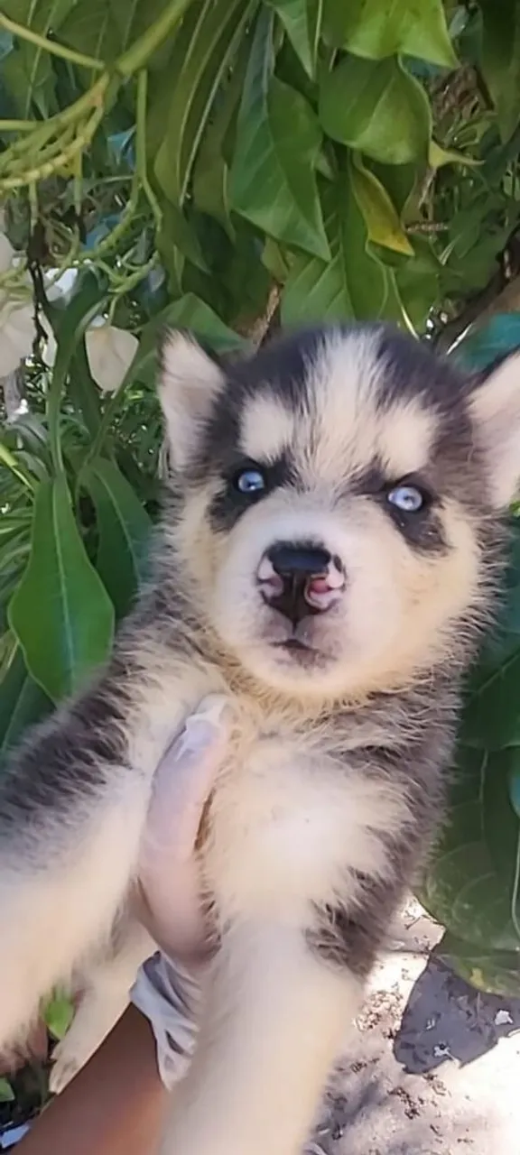 Filhote Husky Siberiano