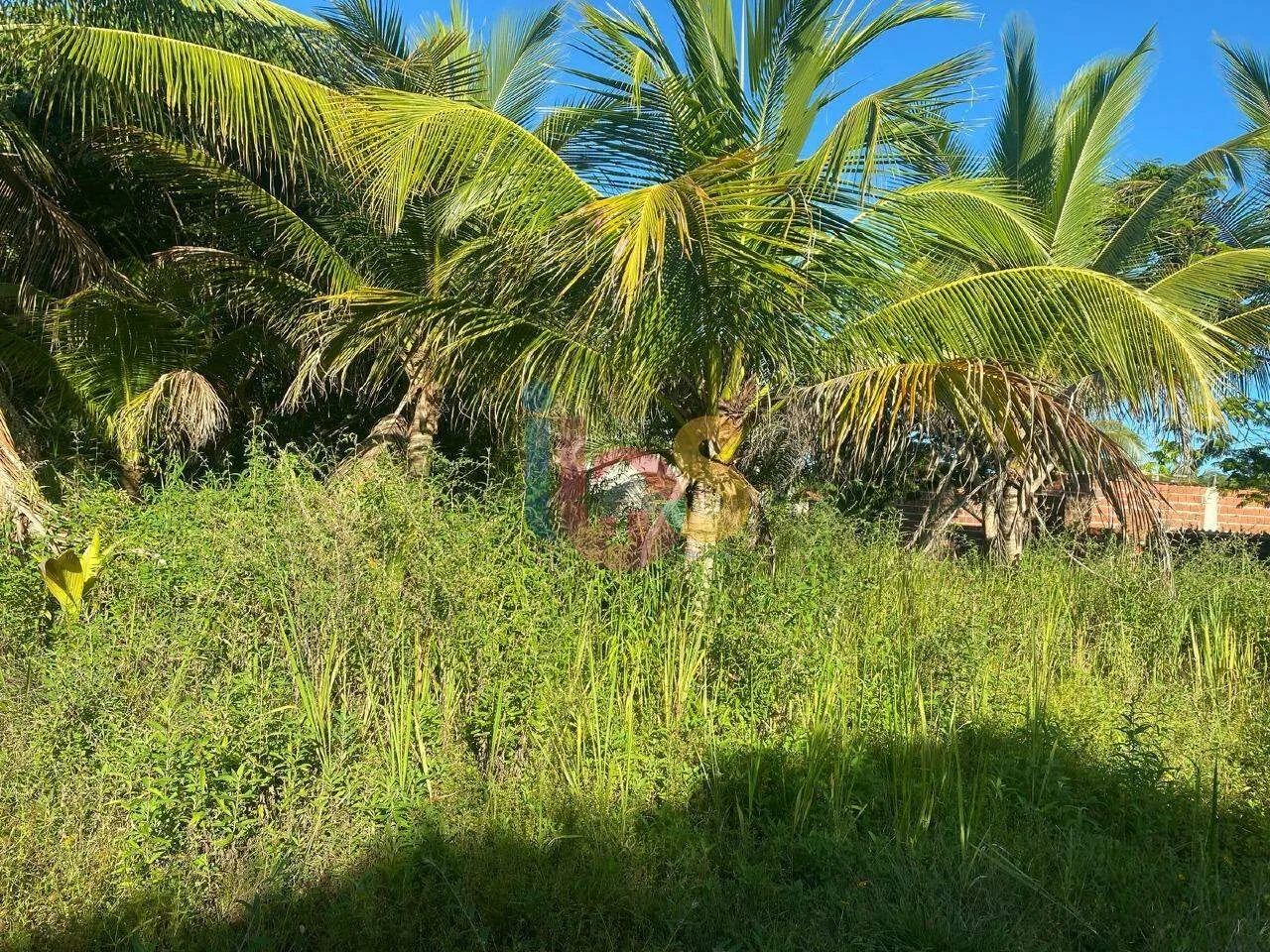 Vendo Lote na Zona Norte de Ilhéus - Foto 3