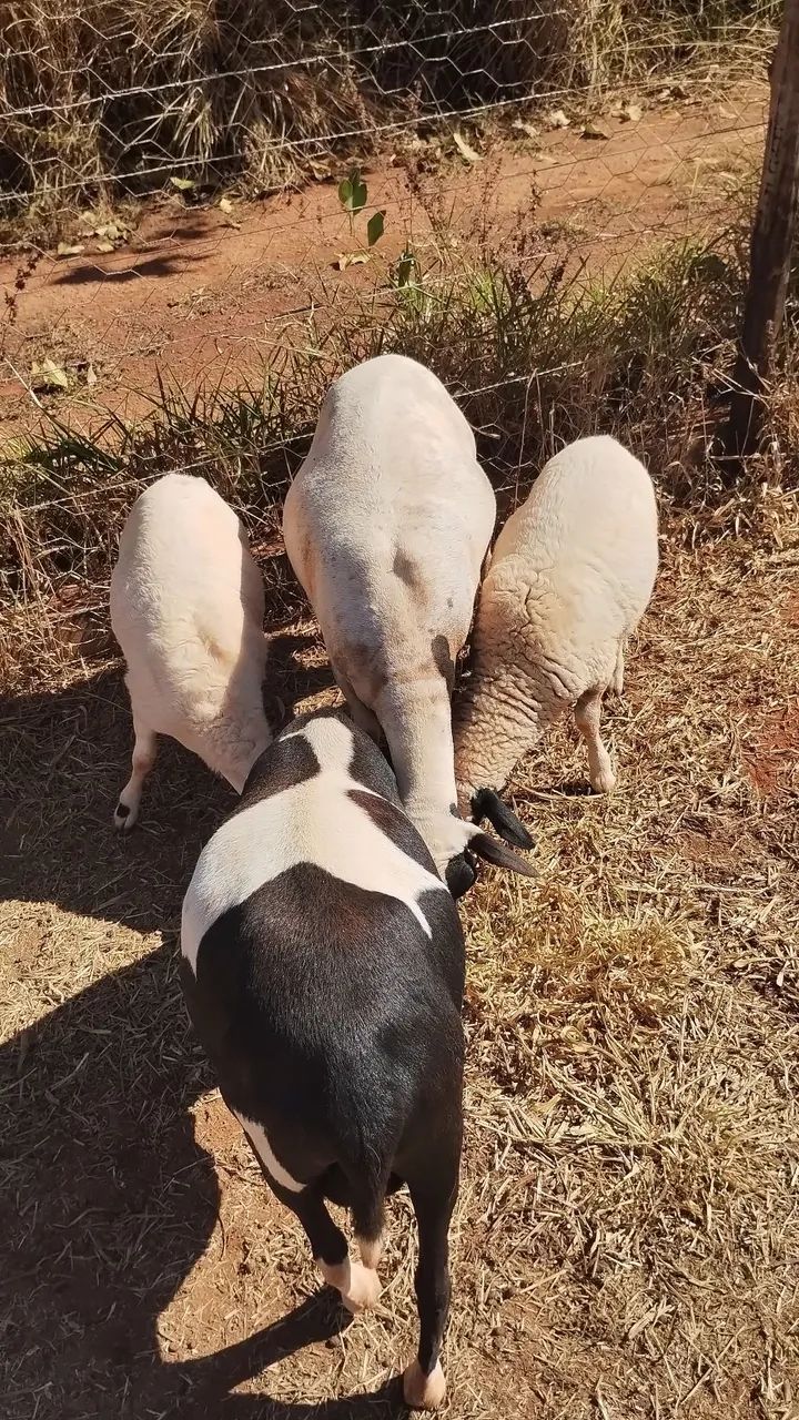 Carneiro dorper - Foto 5