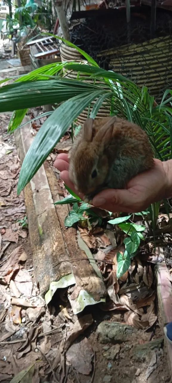 Filhote de Coelho da Raça Rex - Foto 6