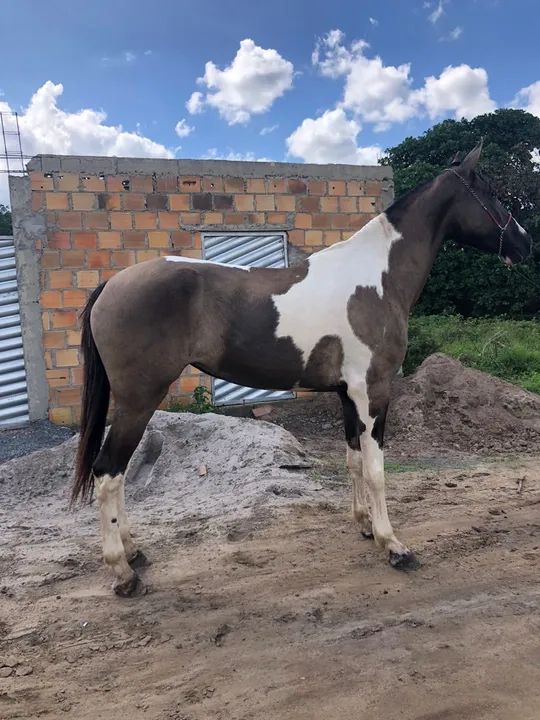 Egua Mangolino  - Foto 3