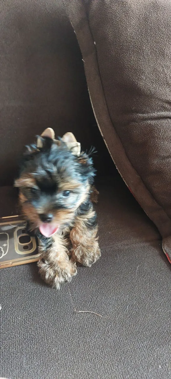 Filhote de Yorkshire Terrier - Pelúcia de Bolso!