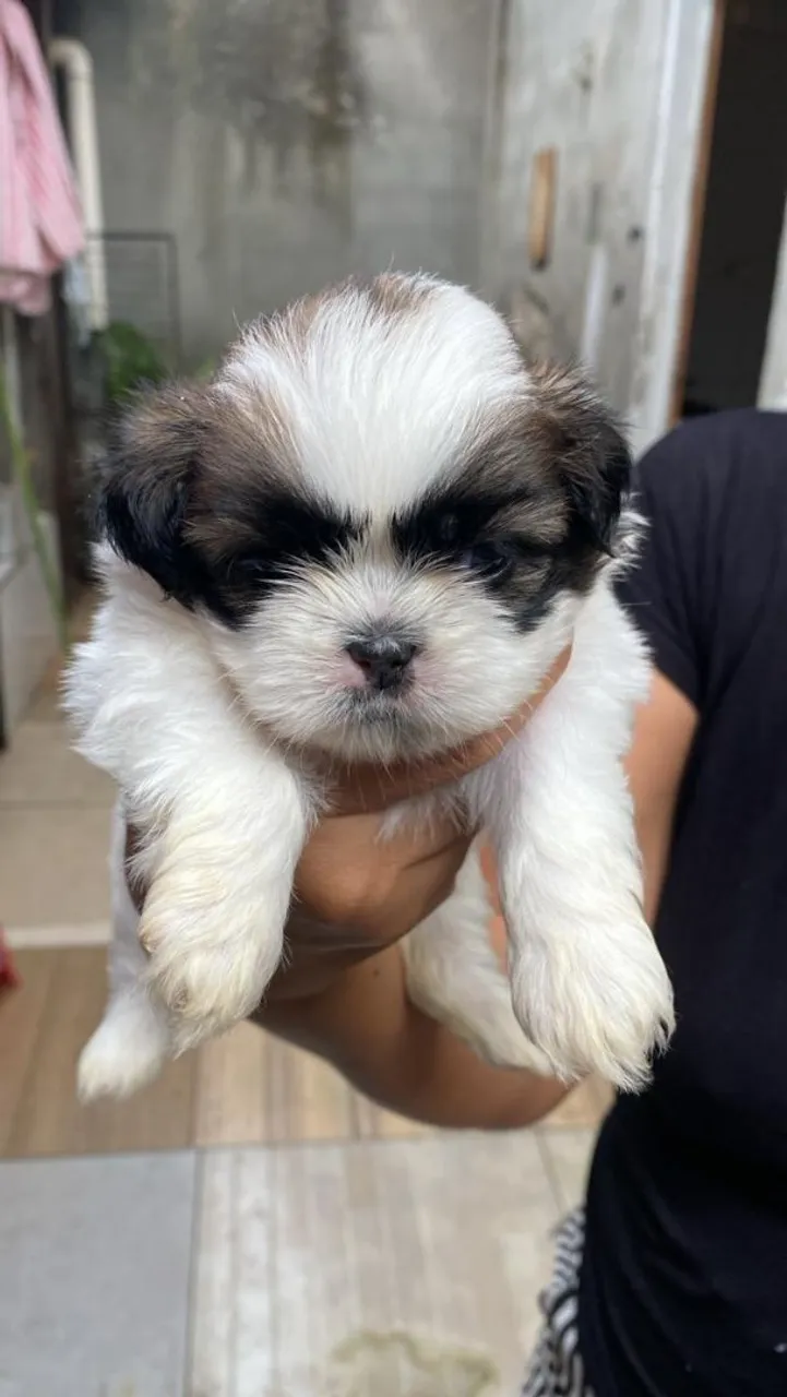 Filhote de Shih Tzu 