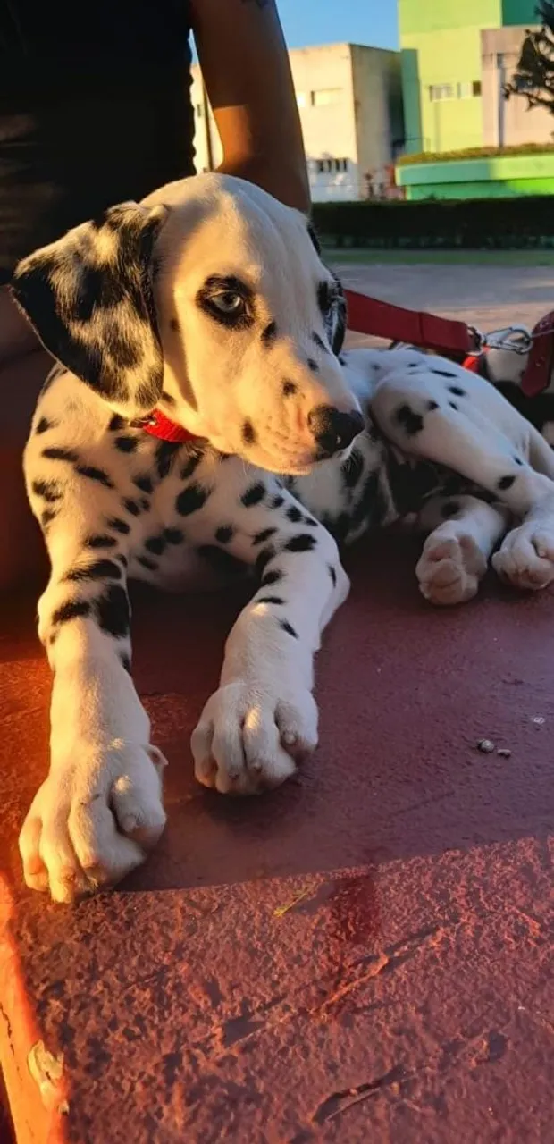 Dalmata