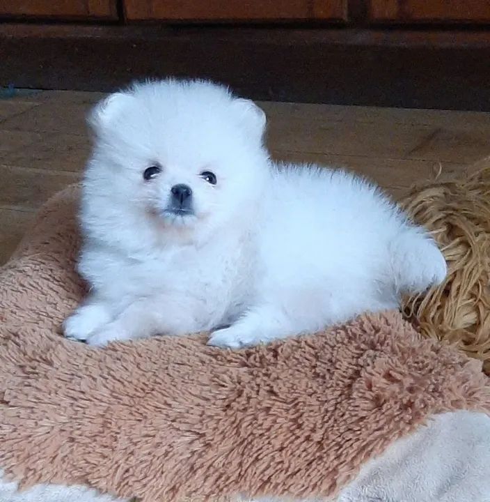 Spitz /LULU 