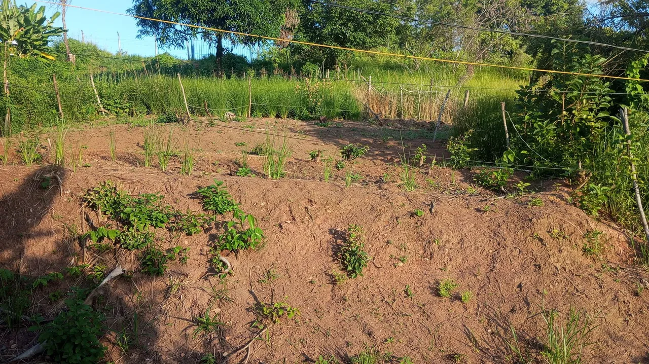 Terreno no curado 4
