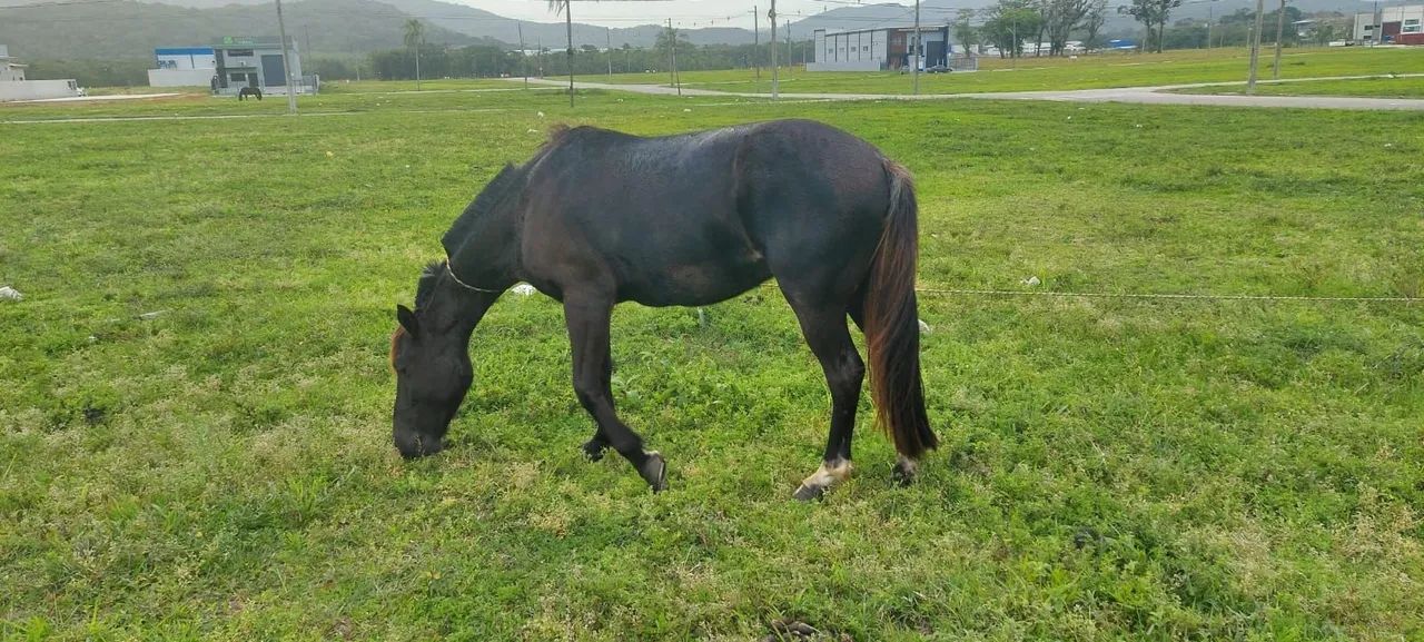 Cavalo crioulo  - Foto 6