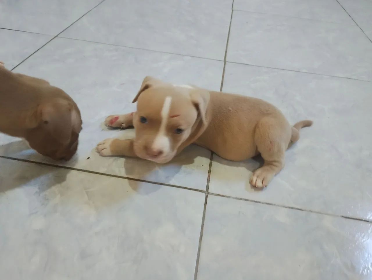 Filhotes de Pit Bull  - Foto 2