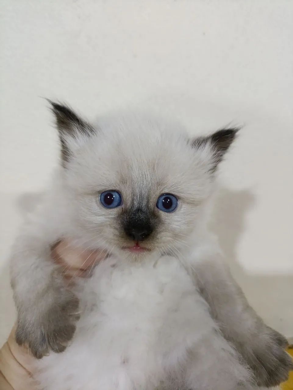 Filhotes gatinhos Ragdoll e Persas (ambos puros) - Foto 2