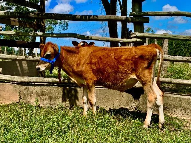 Bezerro Touro Jersey P.O  - Para Reprodução manso de Cabresto - Foto 5