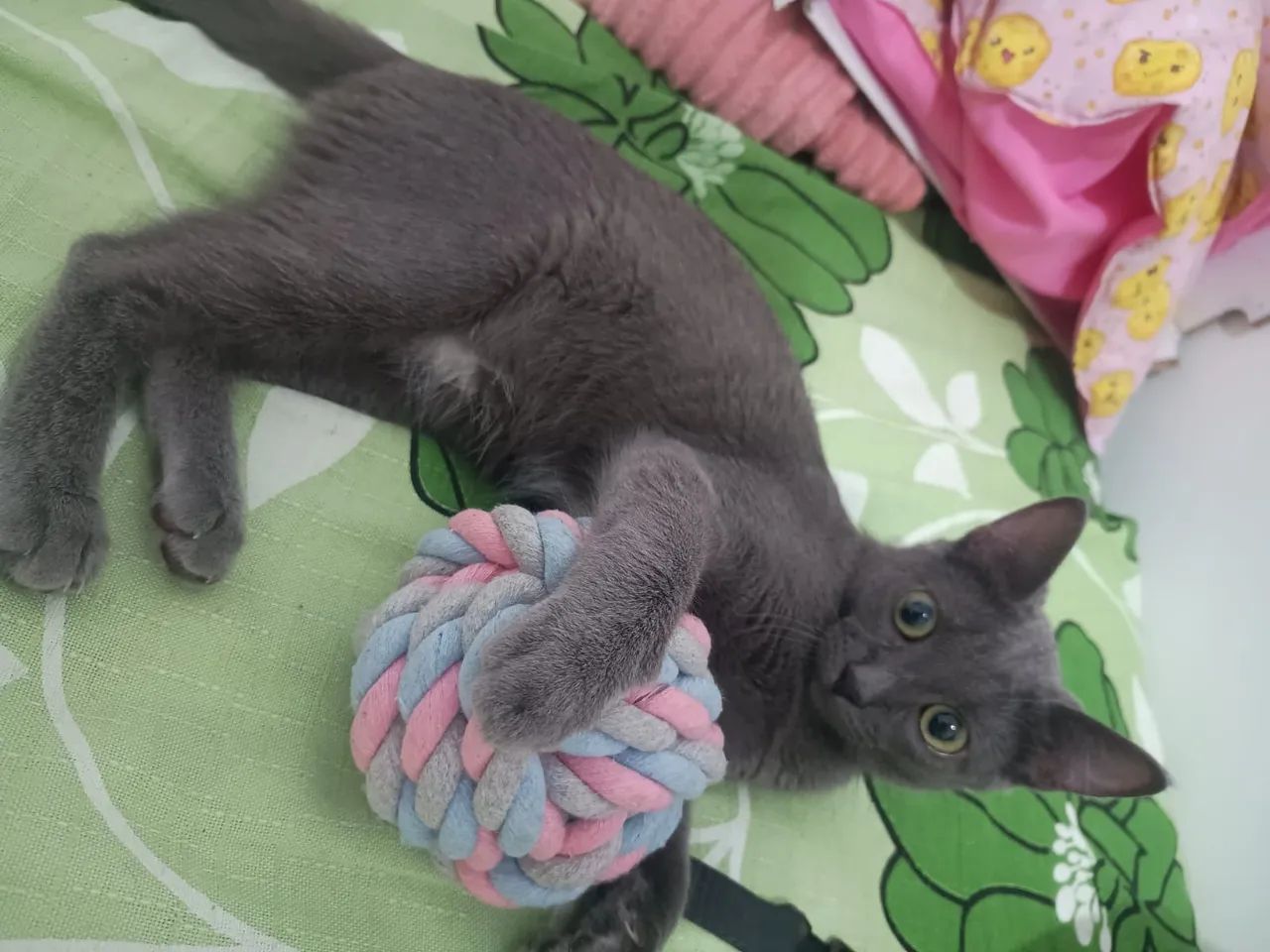 Doação de gato - Foto 3