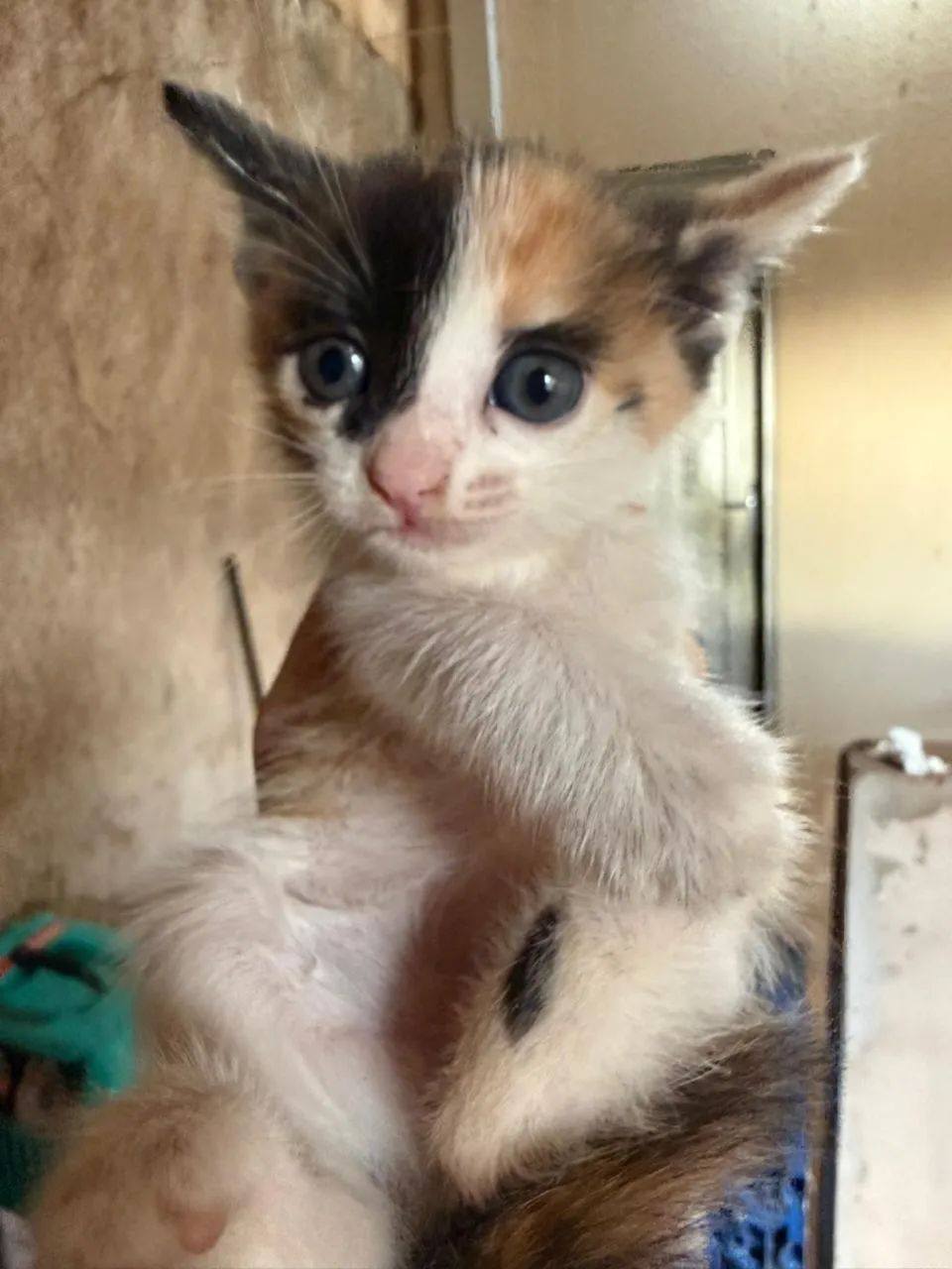 GATINHOS DOAÇÃO  - Foto 3