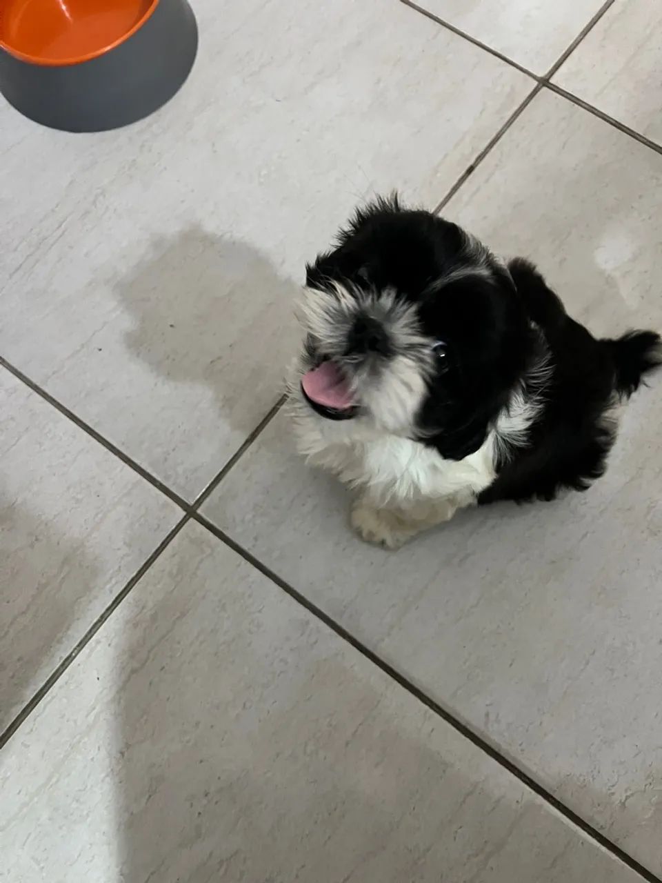 Shih Tzu filhote - Foto 3