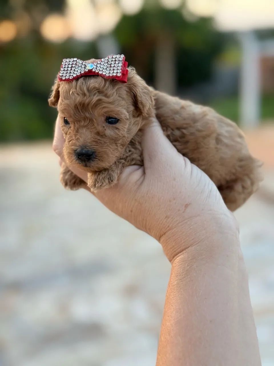 Poodle Mini Toy - Fêmea e Macho Red  - Foto 2