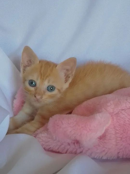 Gata laranja de olhos azuis com 40 dias - Foto 3