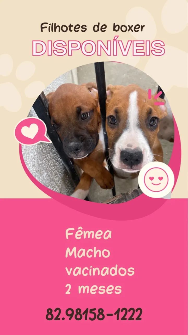 Filhotes de Boxer Disponíveis!