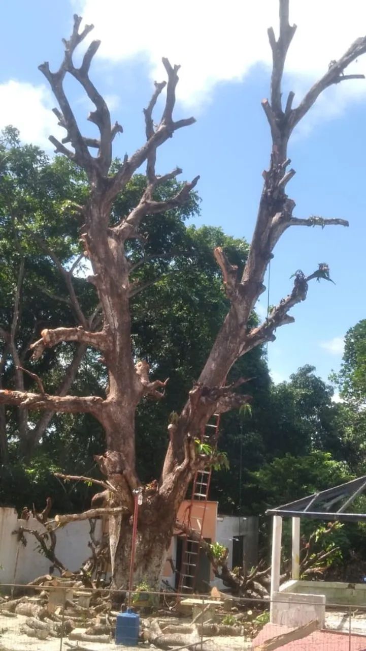 Cortes de Árvores em geral 