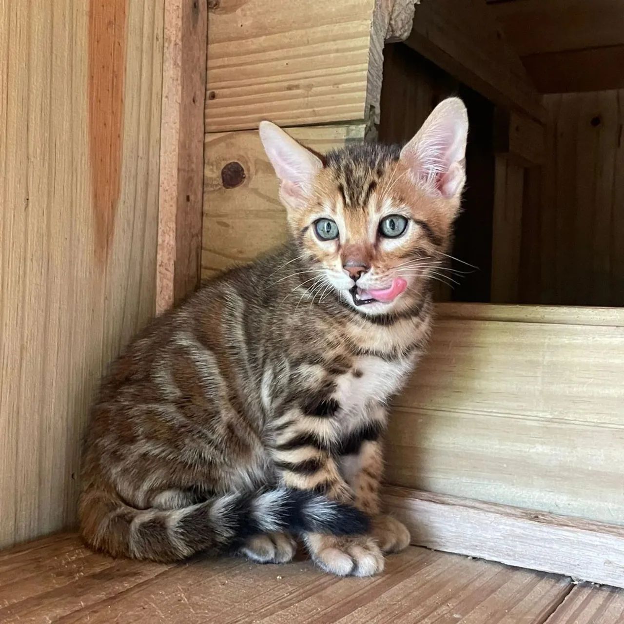 Lindos filhotes de Bengals. IMPORTADOS  - Foto 4