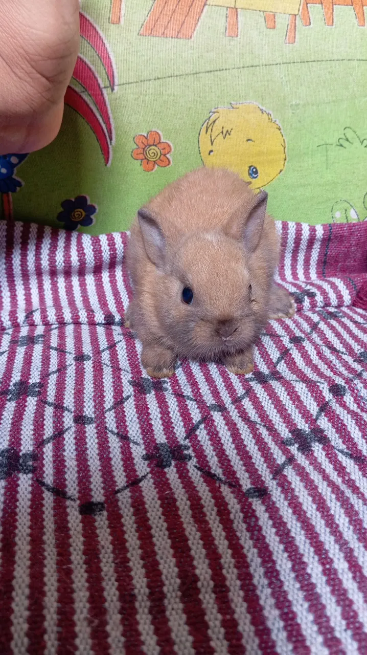 Vendo filhote de Coelho anão netherland