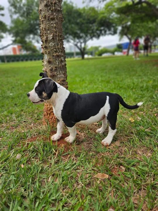 American Bully Pocket  - Foto 4