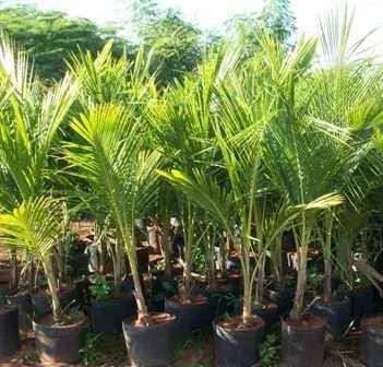 Mudas de Coqueiro - Pronta para o Plantio
