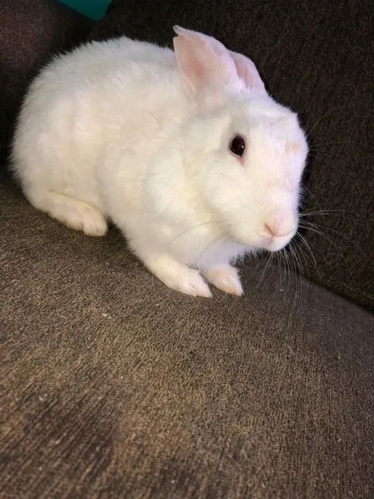 Coelhinho branco fofinho para adoção