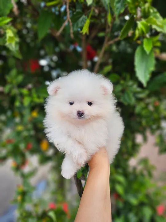 Spitz alemão  - Foto 5