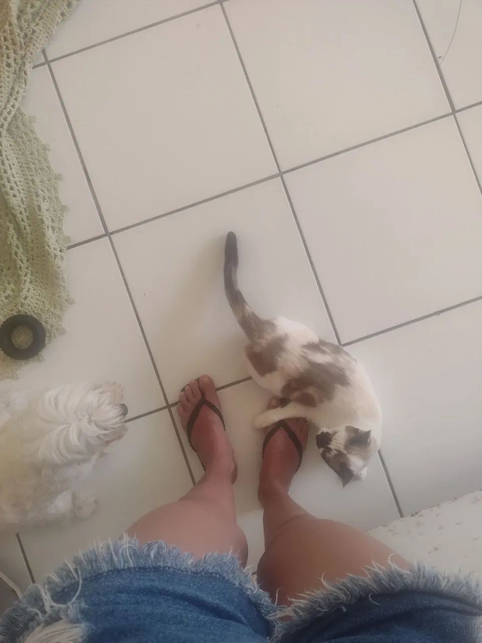 Linda Gatinha disponível para adoção