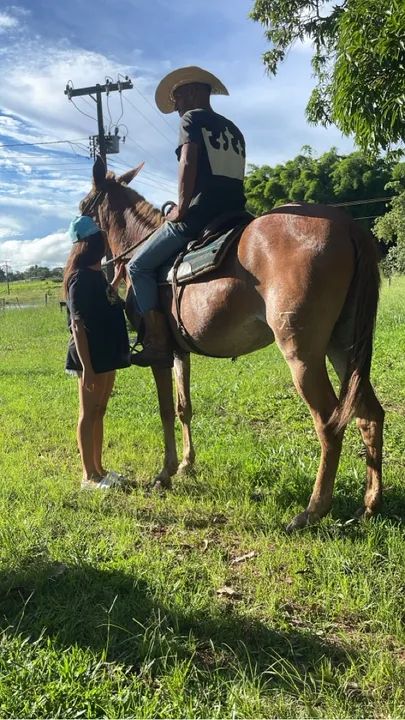 Mula de patrão  - Foto 5
