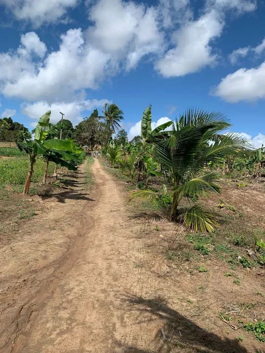 Sítio em catu com árvores frutíferas