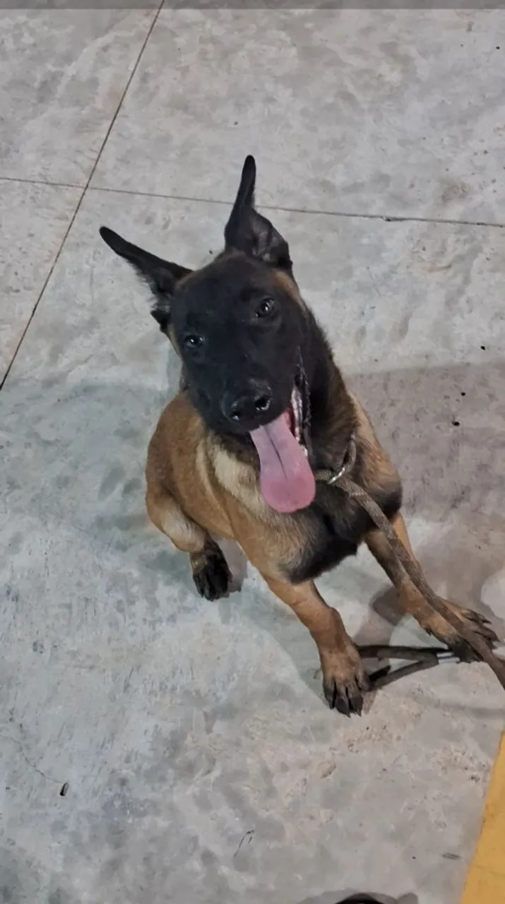 Filhote de pastor belga malinois