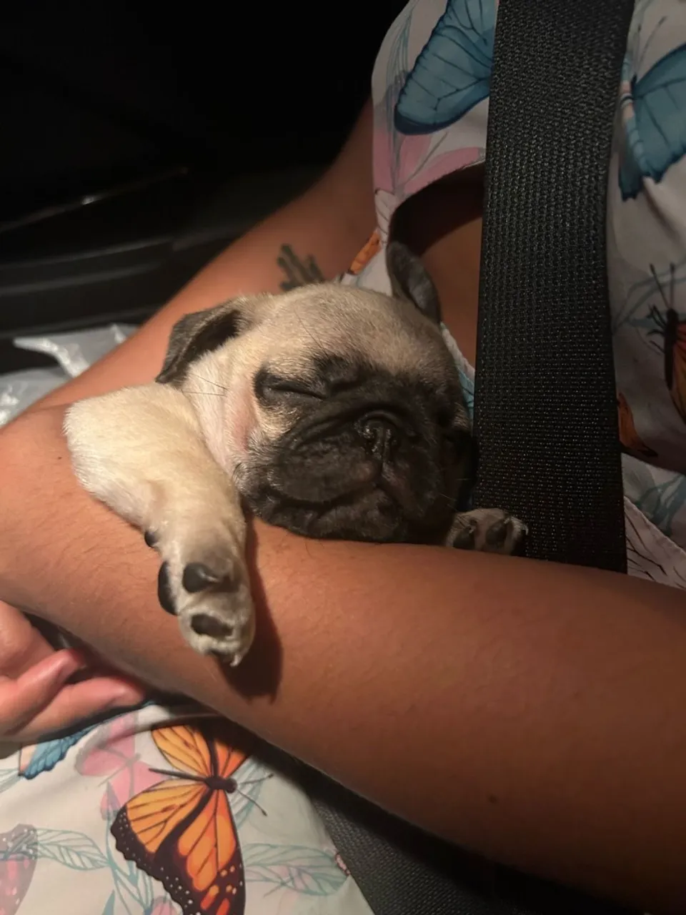 Pug