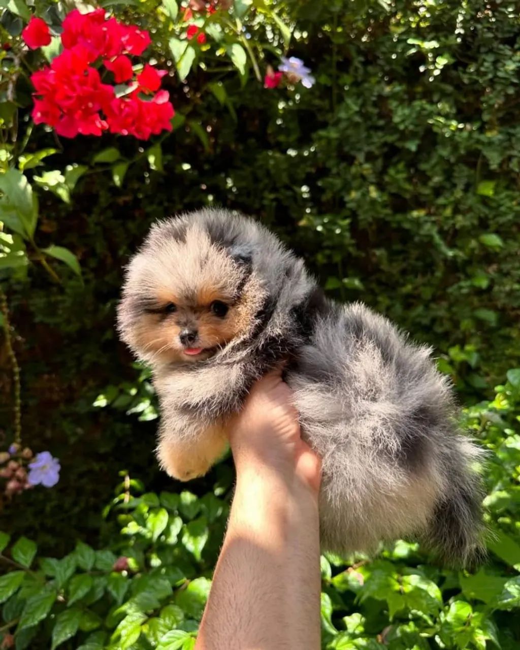 Filhotes de Spitz Alemão Micro (Lulu da Pomerânia) com Pedigree