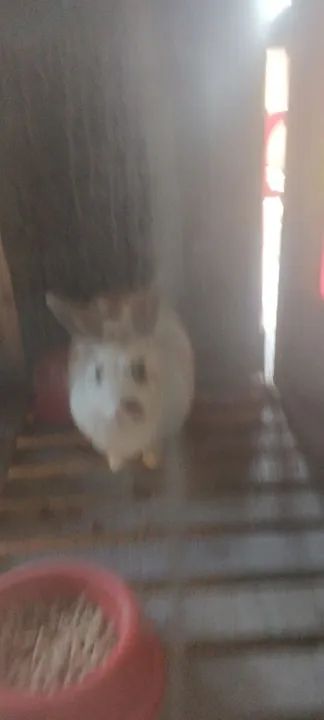 Coelho branco fofinho para adoção - Foto 2