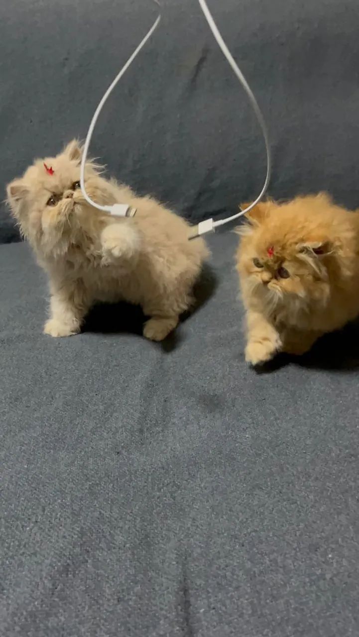 Persa ideais pra sua família - Foto 5