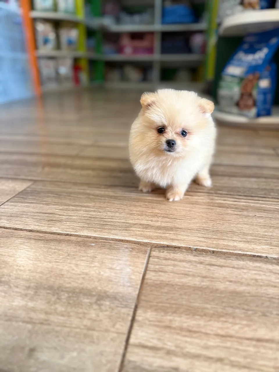 Filhote de Spitz Alemão em 12x sem juros