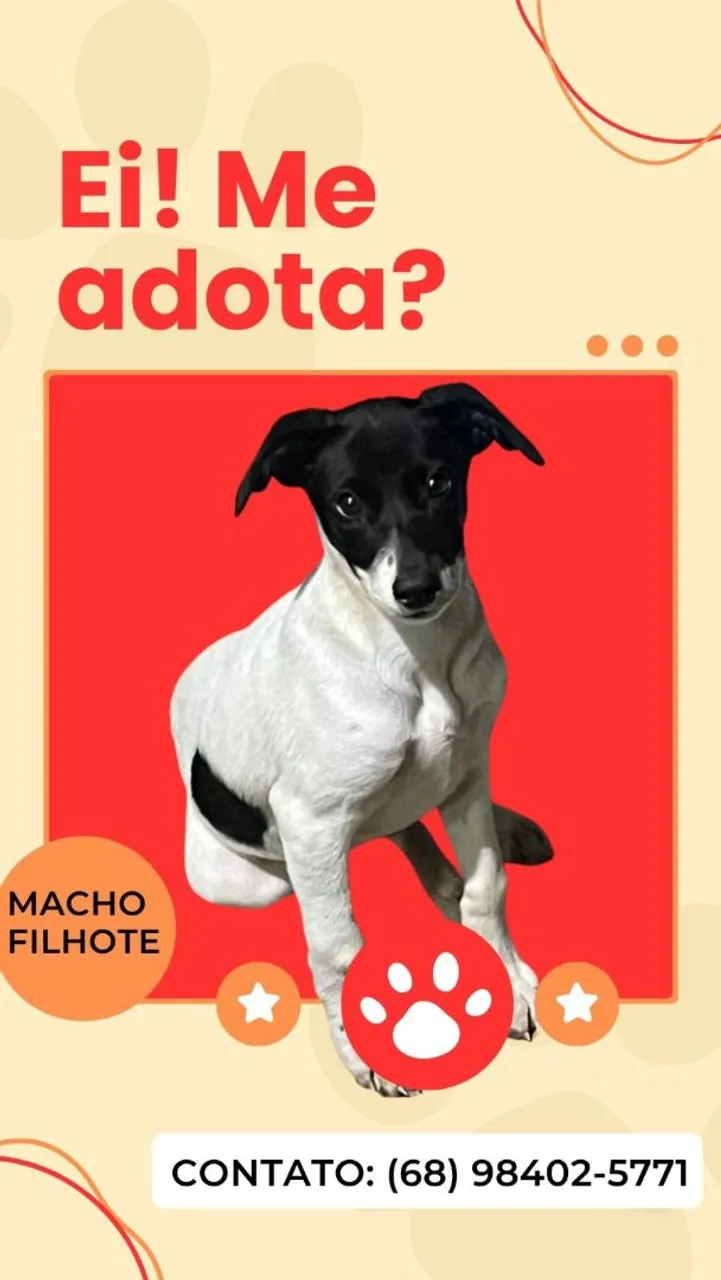 Filhote para adoção - Macho