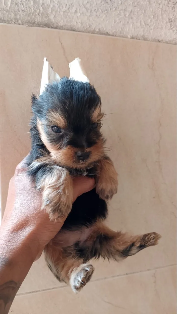 Filhote de Yorkshire Terrier