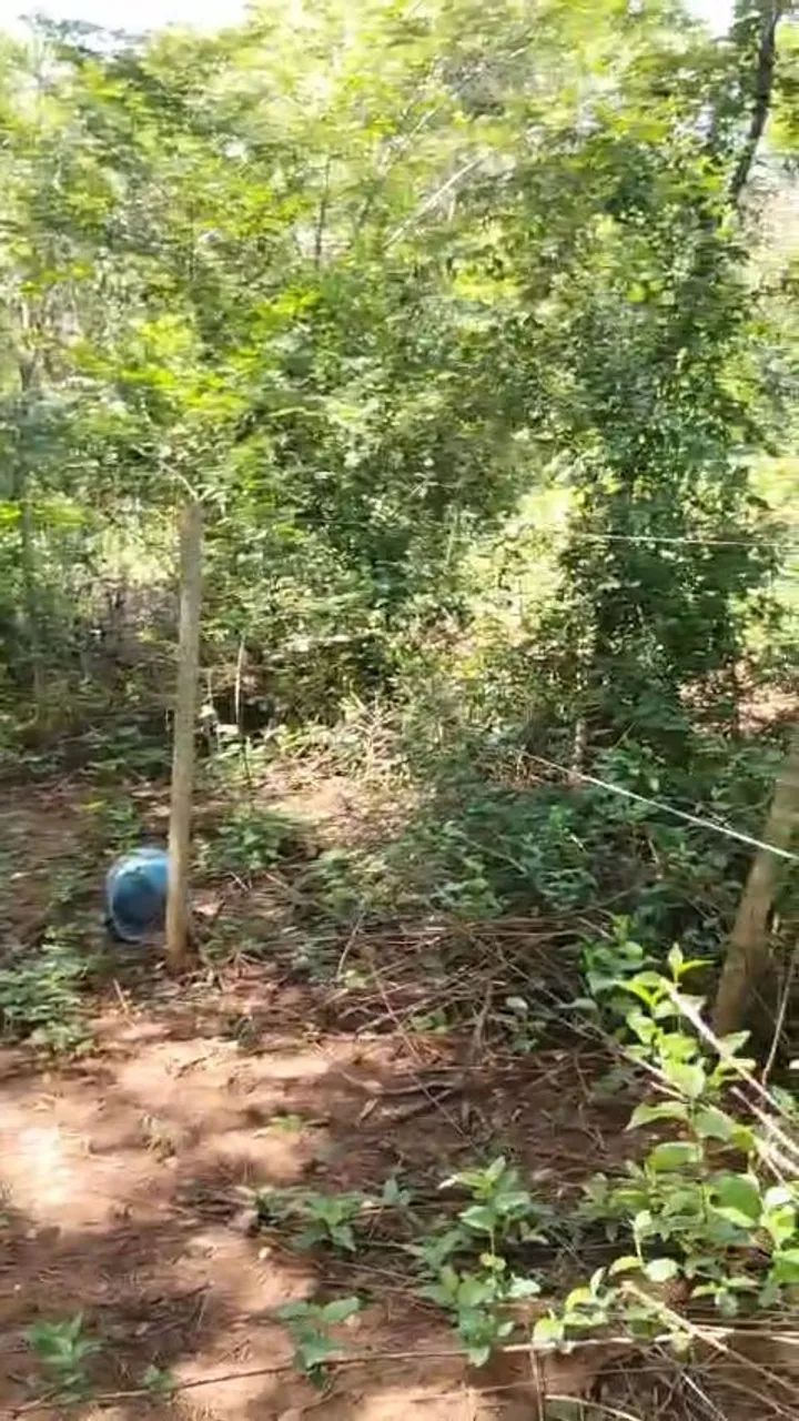 Terreno rural - Foto 2